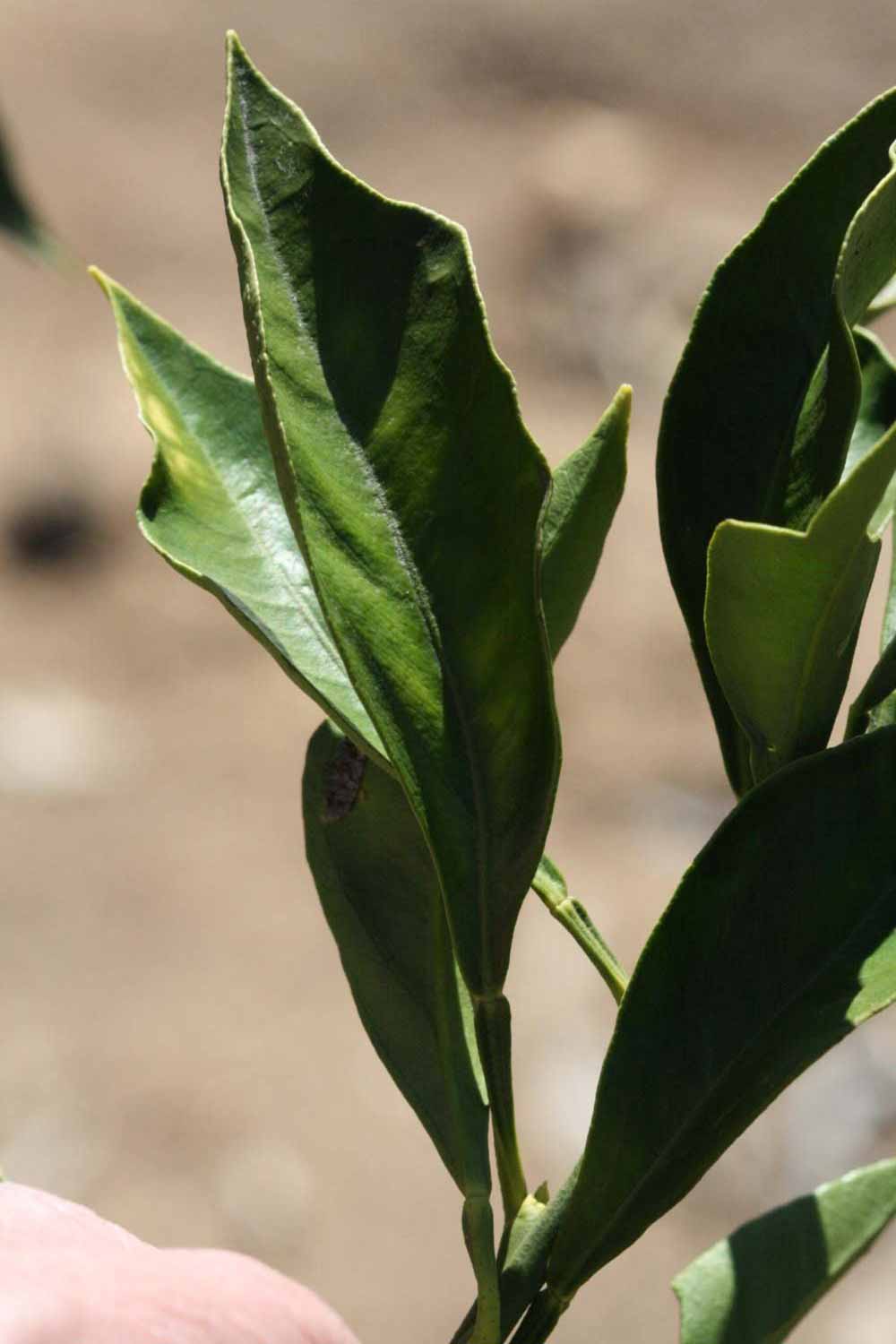              Unifoliolate leaf (Riverside, CA)       